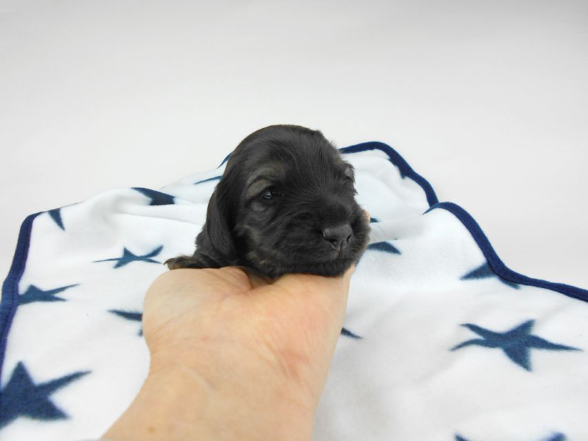 カニンヘンダックスフンド オーロラ & 竹千代の子犬 イエロー(クリーム) 女の子 お写真初登場DSCN5615 カニンヘンダックスフンド オーロラ & 竹千代の子犬 イエロー(クリーム) 女の子 お写真初登場