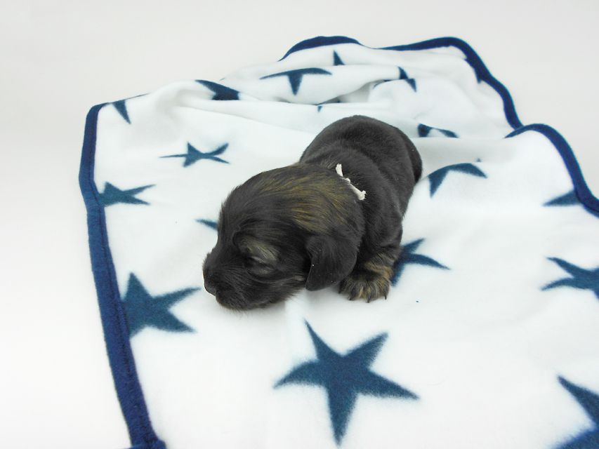 カニンヘンダックスフンド オーロラ & 竹千代の子犬 イエロー(クリーム) 女の子 お写真初登場DSCN5618 カニンヘンダックスフンド オーロラ & 竹千代の子犬 イエロー(クリーム) 女の子 お写真初登場