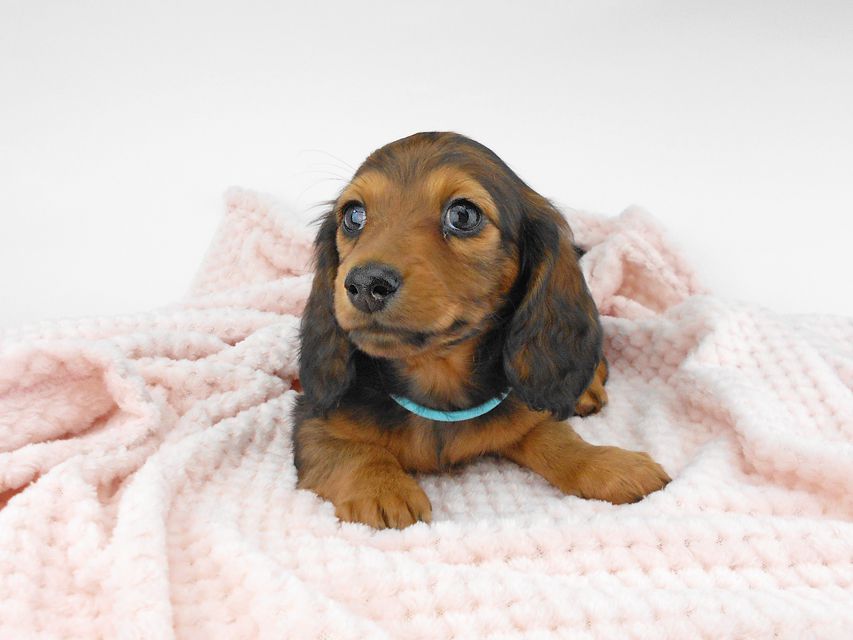 ミニチュアダックスフンド ルチア & ジムの子犬 レッド 男の子