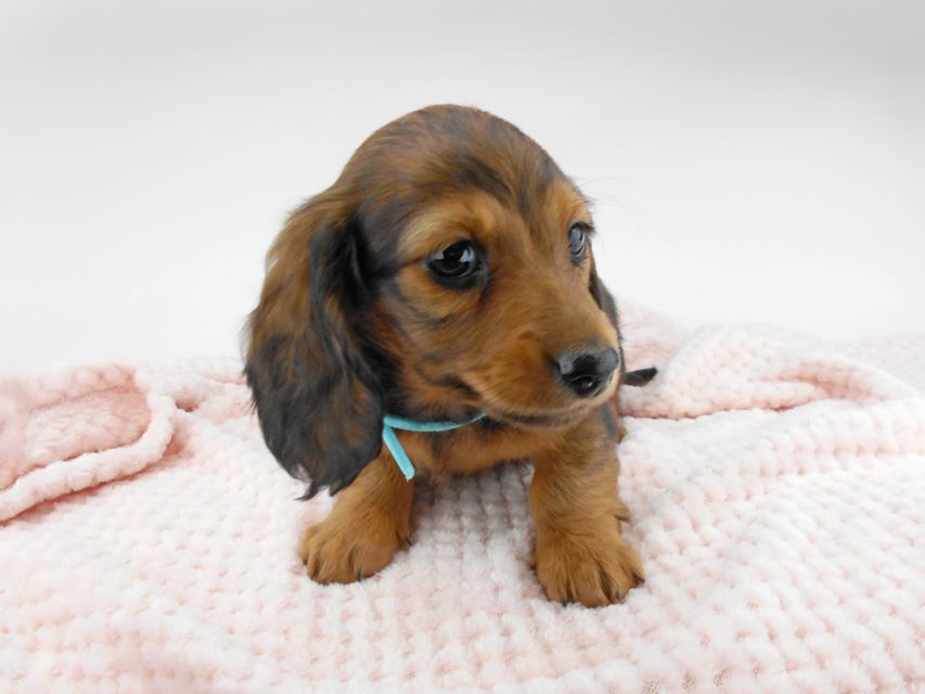 ミニチュアダックスフンド ルチア & ジムの子犬 レッド 男の子