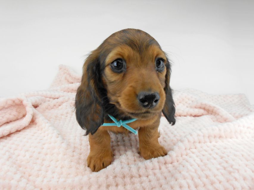 ミニチュアダックスフンド ルチア & ジムの子犬 レッド 男の子