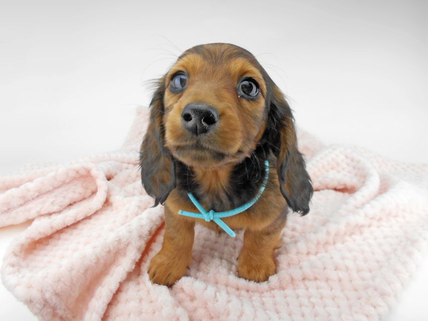 ミニチュアダックスフンド ルチア & ジムの子犬 レッド 男の子