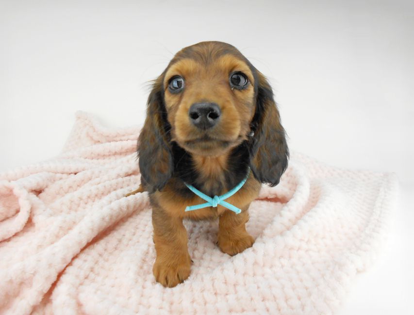 ミニチュアダックスフンド ルチア & ジムの子犬 レッド 男の子