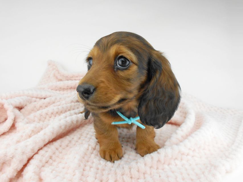 ミニチュアダックスフンド ルチア & ジムの子犬 レッド 男の子