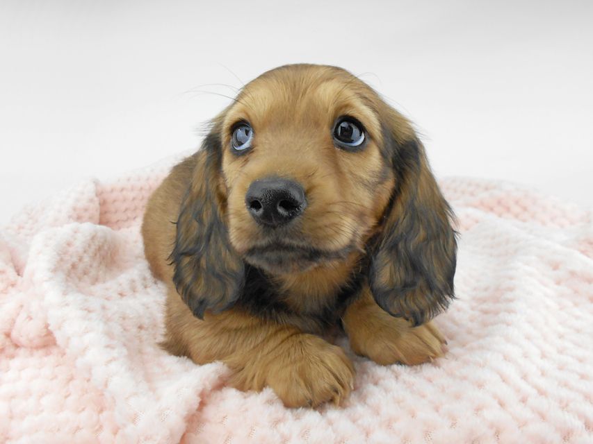 ミニチュアダックスフンド ルチア & ジムの子犬 イエロー（クリーム） 男の子