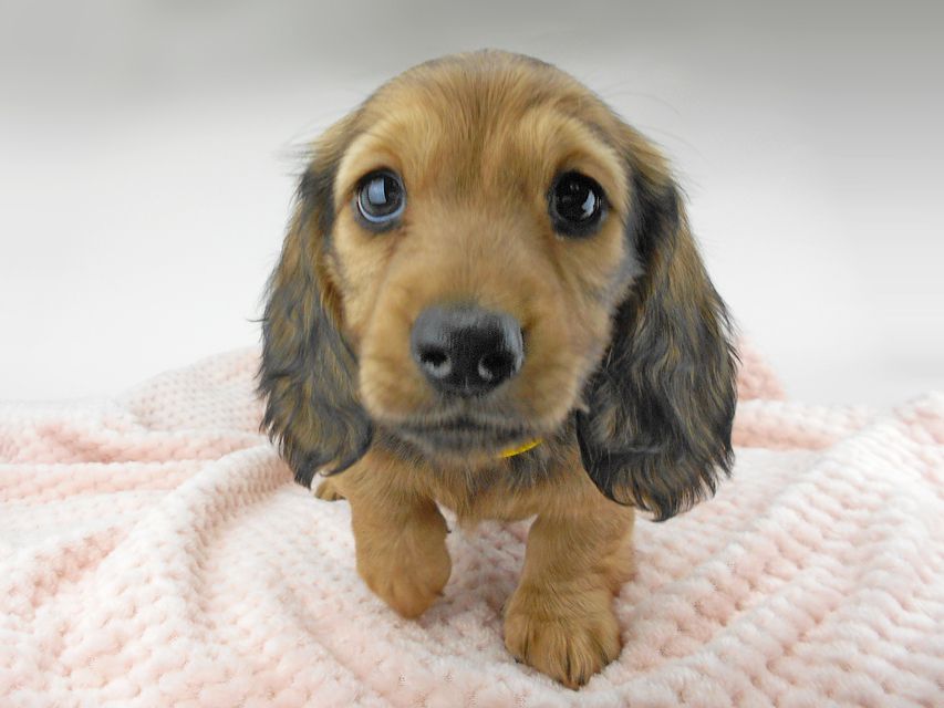 ミニチュアダックスフンド ルチア & ジムの子犬 イエロー（クリーム） 男の子