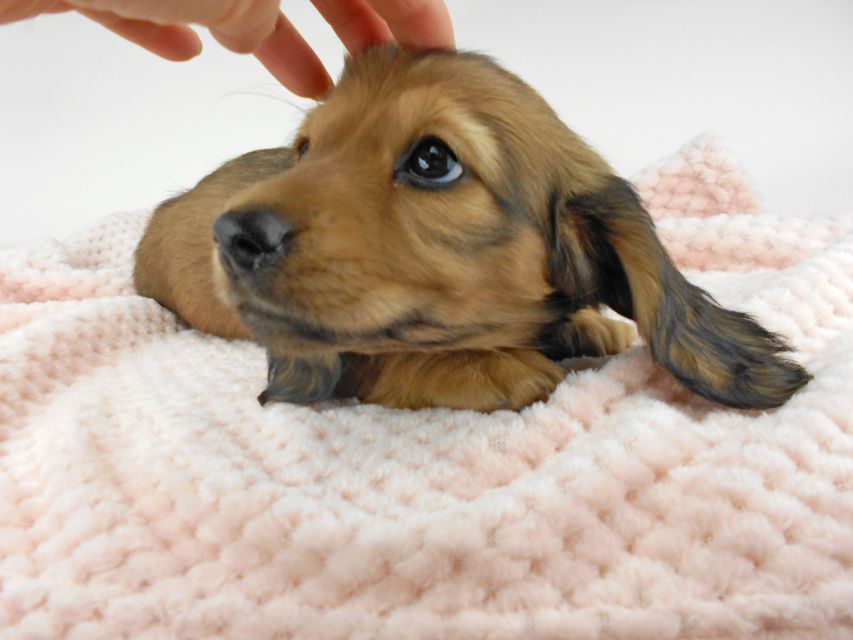 ミニチュアダックスフンド ルチア & ジムの子犬 イエロー（クリーム） 男の子