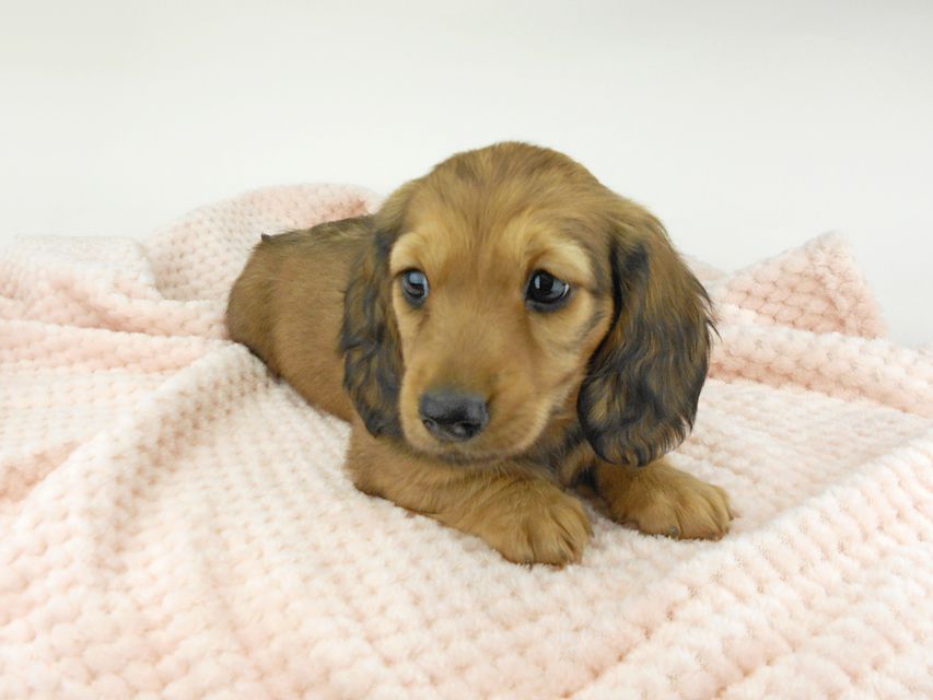 ミニチュアダックスフンド ルチア & ジムの子犬 イエロー（クリーム） 男の子