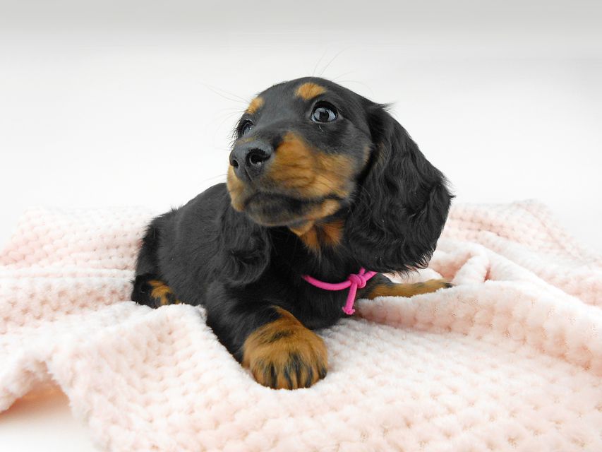 ミニチュアダックスフンド ルチア & ジムの子犬 ブラックタン 女の子