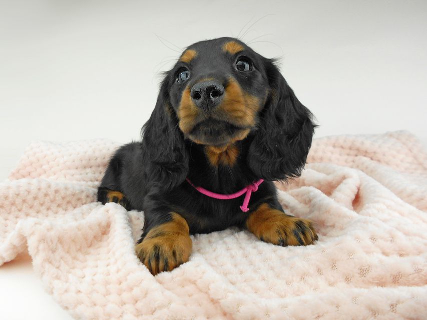 ミニチュアダックスフンド ルチア & ジムの子犬 ブラックタン 女の子