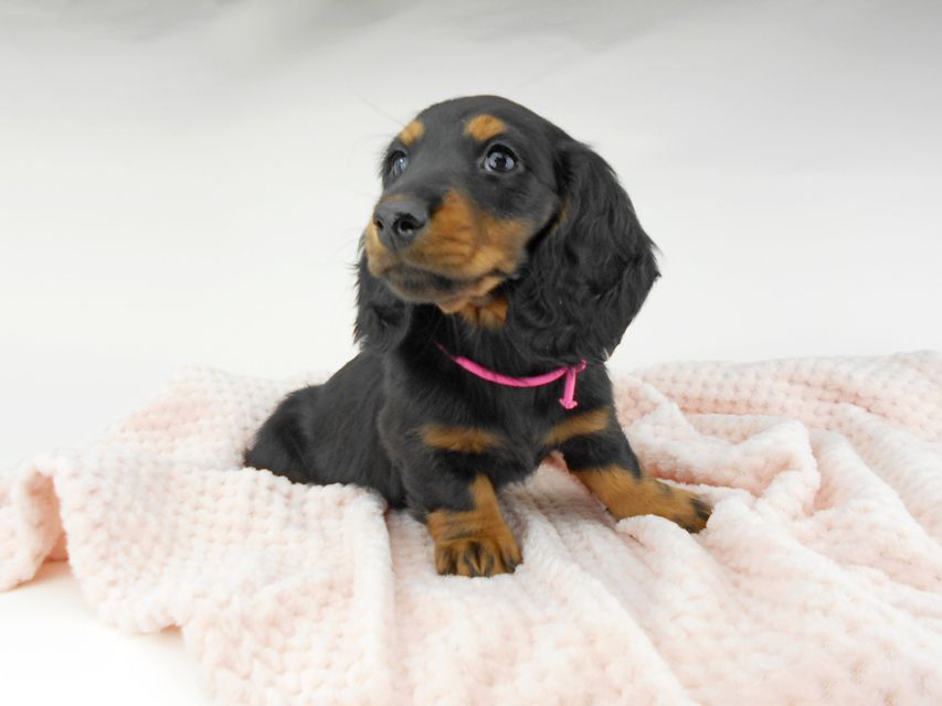 ミニチュアダックスフンド ルチア & ジムの子犬 ブラックタン 女の子