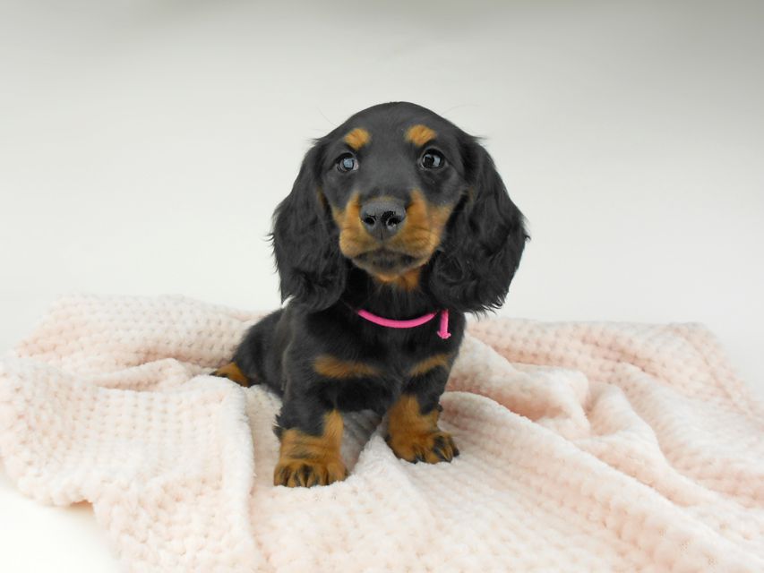 ミニチュアダックスフンド ルチア & ジムの子犬 ブラックタン 女の子