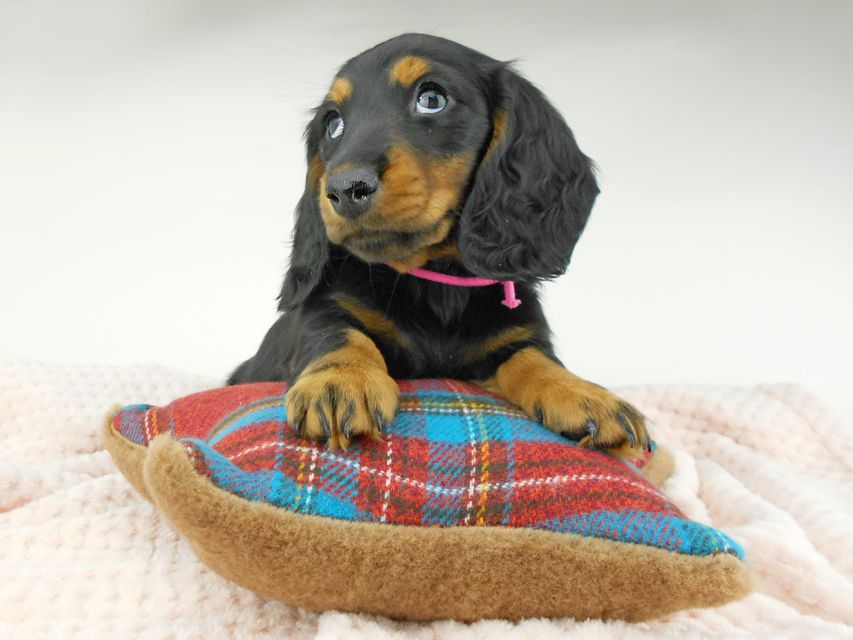 ミニチュアダックスフンド ルチア & ジムの子犬 ブラックタン 女の子