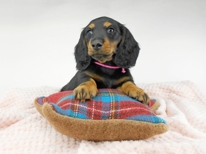 ミニチュアダックスフンド ルチア & ジムの子犬 ブラックタン 女の子