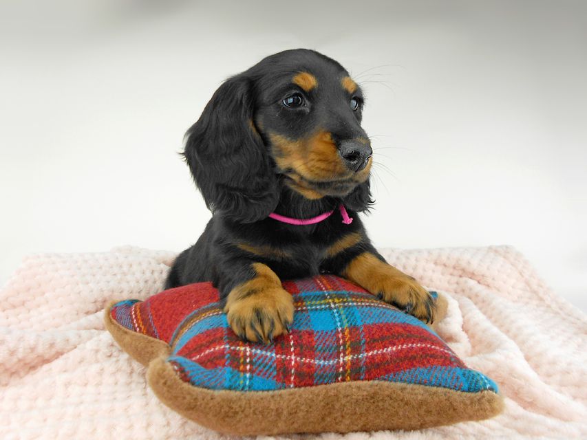 ミニチュアダックスフンド ルチア & ジムの子犬 ブラックタン 女の子