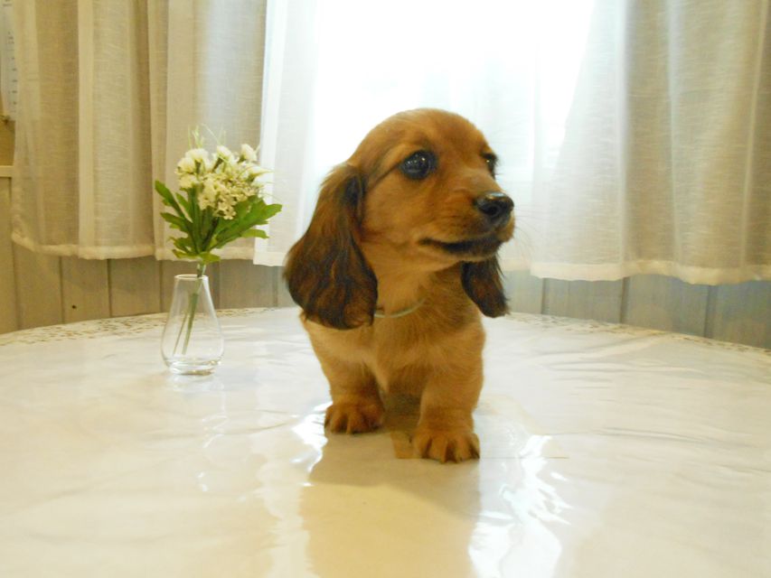 ミニチュアダックスフンド ララ & 竹千代の子犬 レッド 男の子（1）