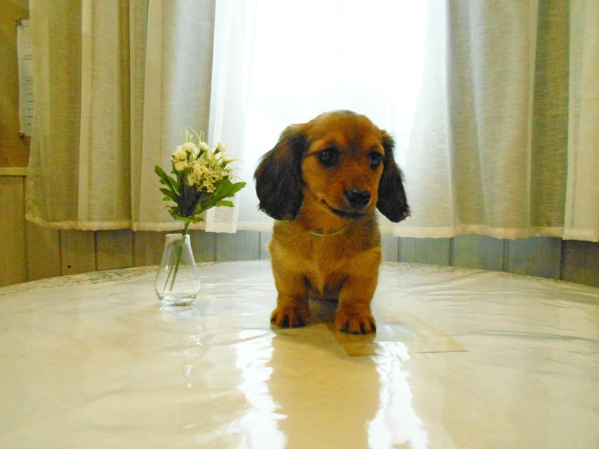 ミニチュアダックスフンド ララ & 竹千代の子犬 レッド 男の子（1）