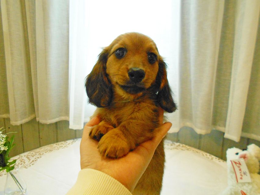 ミニチュアダックスフンド ララ & 竹千代の子犬 レッド 男の子（1）