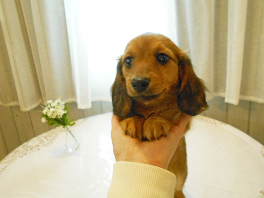 ミニチュアダックスフンド ララ & 竹千代の子犬 レッド 男の子（1）