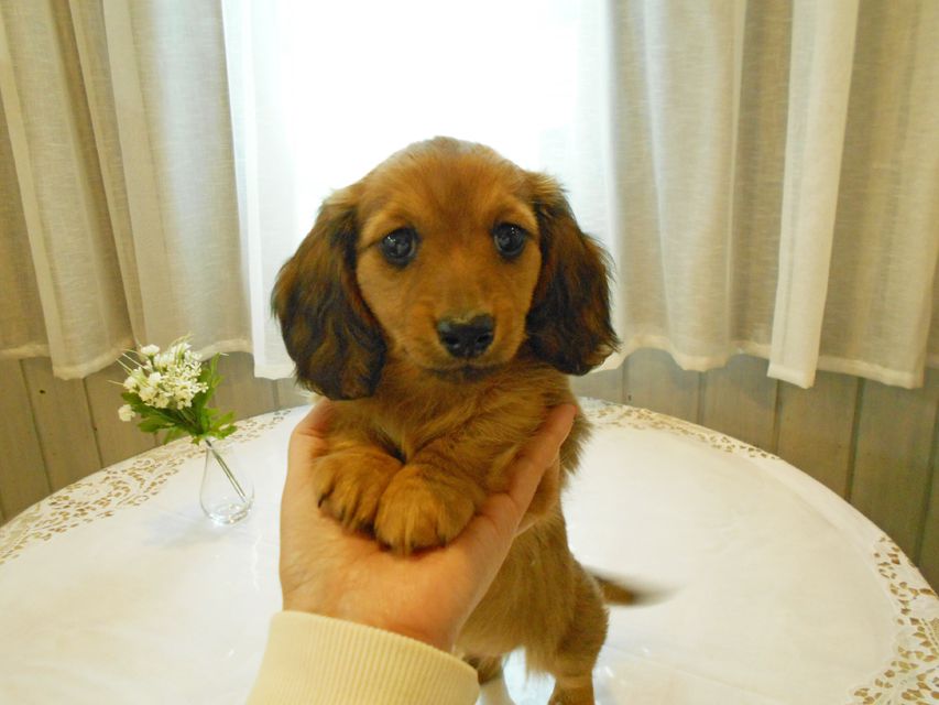 ミニチュアダックスフンド ララ & 竹千代の子犬 レッド 男の子（1）