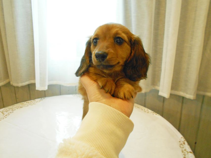ミニチュアダックスフンド ララ & 竹千代の子犬 レッド 男の子（1）