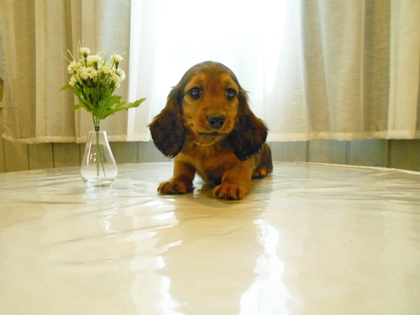 ミニチュアダックスフンド ララ & 竹千代の子犬 レッド 男の子(2)DSCN5755 ミニチュアダックスフンド ララ & 竹千代の子犬 レッド 男の子(2)
