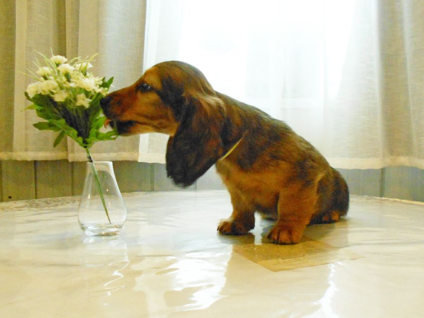 ミニチュアダックスフンド ララ & 竹千代の子犬 レッド 男の子(2)DSCN5757 ミニチュアダックスフンド ララ & 竹千代の子犬 レッド 男の子(2)