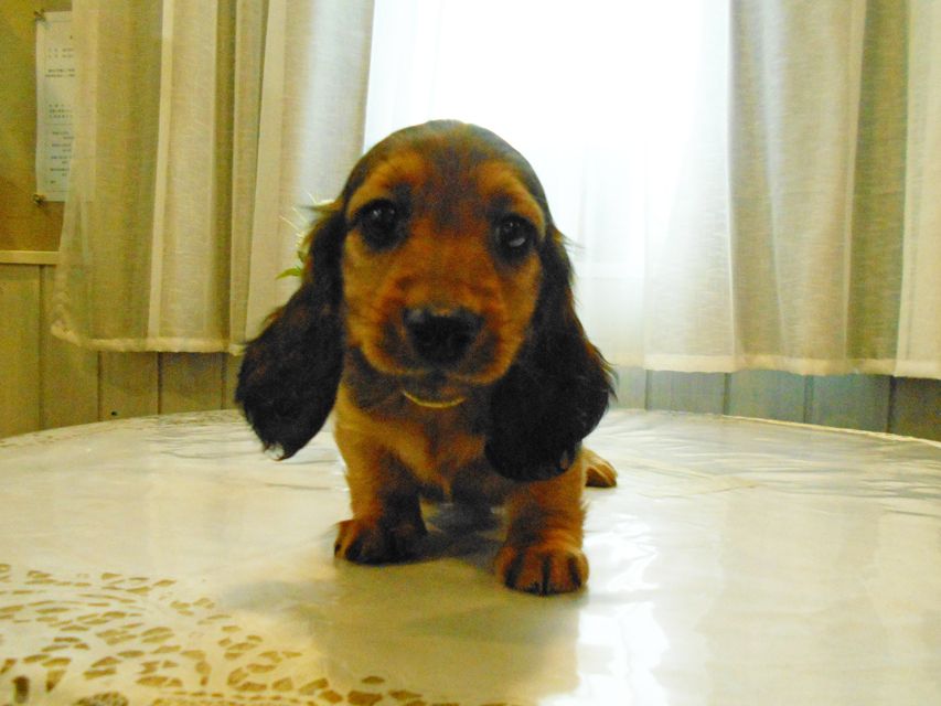 ミニチュアダックスフンド ララ & 竹千代の子犬 レッド 男の子(2)DSCN5758 ミニチュアダックスフンド ララ & 竹千代の子犬 レッド 男の子(2)