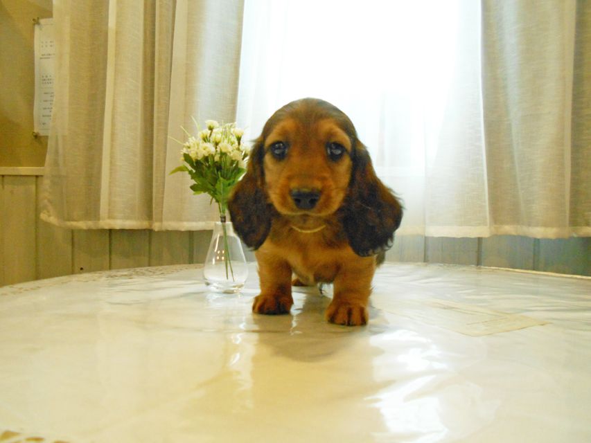 ミニチュアダックスフンド ララ & 竹千代の子犬 レッド 男の子(2)DSCN5762 ミニチュアダックスフンド ララ & 竹千代の子犬 レッド 男の子(2)