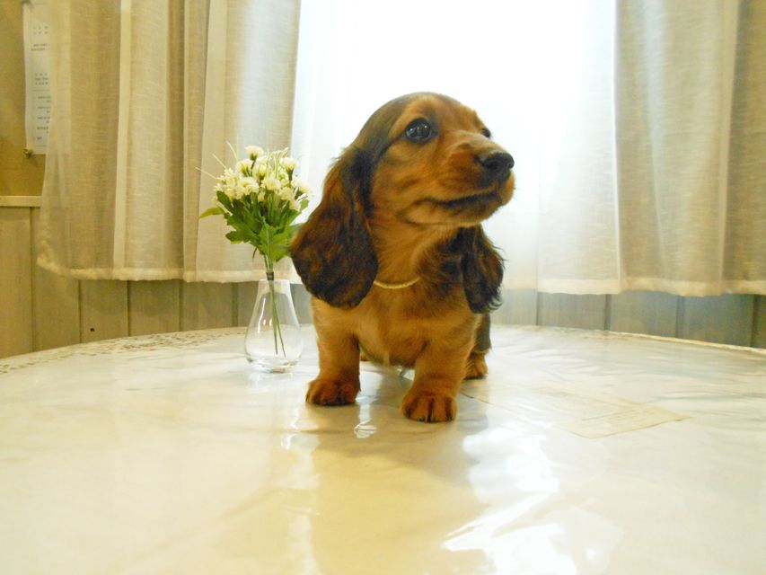 ミニチュアダックスフンド ララ & 竹千代の子犬 レッド 男の子(2)DSCN5763 ミニチュアダックスフンド ララ & 竹千代の子犬 レッド 男の子(2)