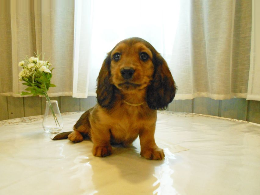 ミニチュアダックスフンド ララ & 竹千代の子犬 レッド 男の子(2)DSCN5770 ミニチュアダックスフンド ララ & 竹千代の子犬 レッド 男の子(2)