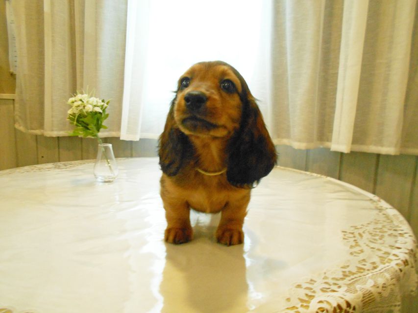 ミニチュアダックスフンド ララ & 竹千代の子犬 レッド 男の子(2)DSCN5775 ミニチュアダックスフンド ララ & 竹千代の子犬 レッド 男の子(2)