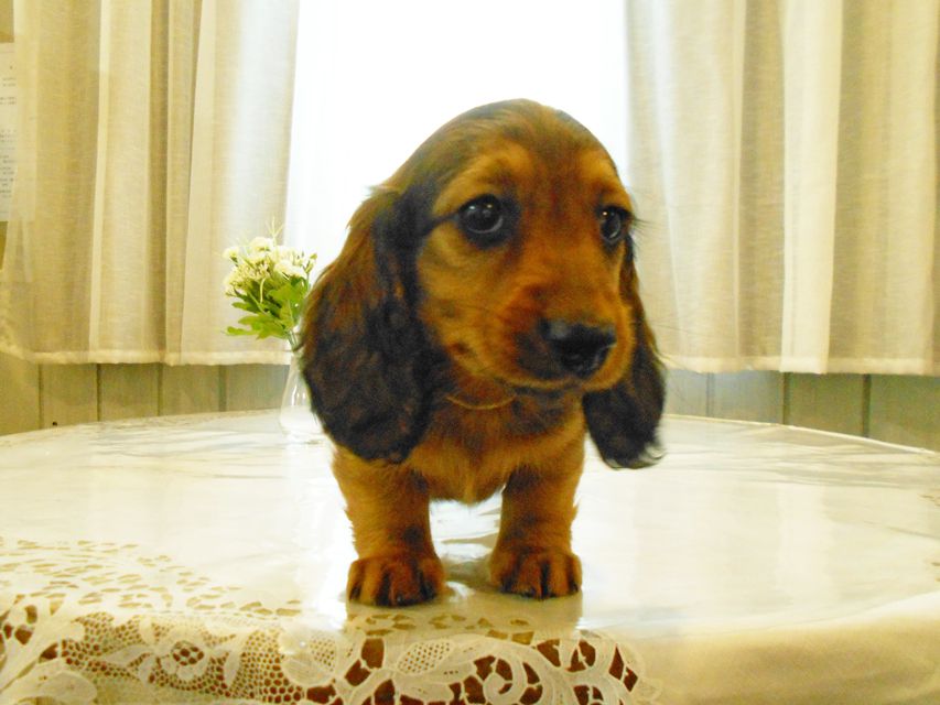ミニチュアダックスフンド ララ & 竹千代の子犬 レッド 男の子(2)DSCN5779 ミニチュアダックスフンド ララ & 竹千代の子犬 レッド 男の子(2)
