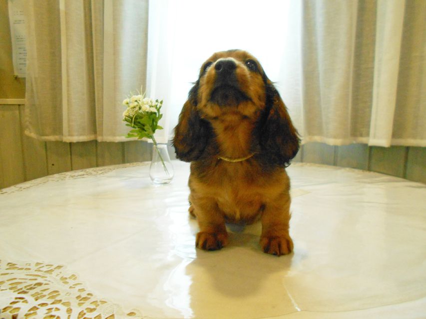 ミニチュアダックスフンド ララ & 竹千代の子犬 レッド 男の子(2)DSCN5785 ミニチュアダックスフンド ララ & 竹千代の子犬 レッド 男の子(2)