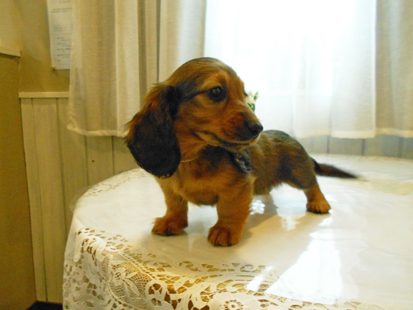 ミニチュアダックスフンド ララ & 竹千代の子犬 レッド 男の子(2)DSCN5786 ミニチュアダックスフンド ララ & 竹千代の子犬 レッド 男の子(2)
