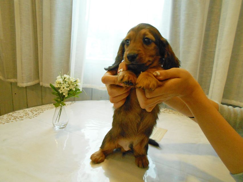 ミニチュアダックスフンド ララ & 竹千代の子犬 レッド 男の子(2)DSCN5797 ミニチュアダックスフンド ララ & 竹千代の子犬 レッド 男の子(2)