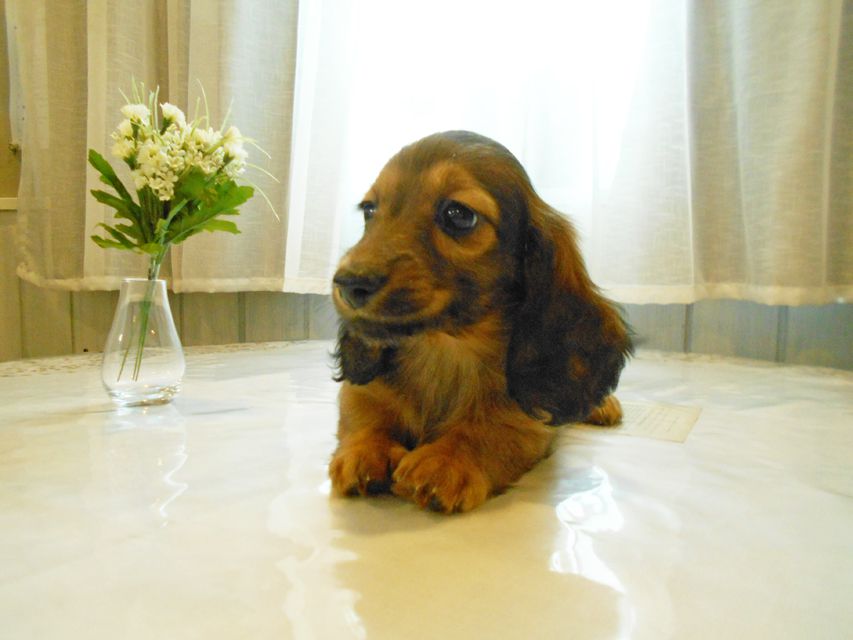 ミニチュアダックスフンド ララ & 竹千代の子犬 カラー考察中 男の子（3）