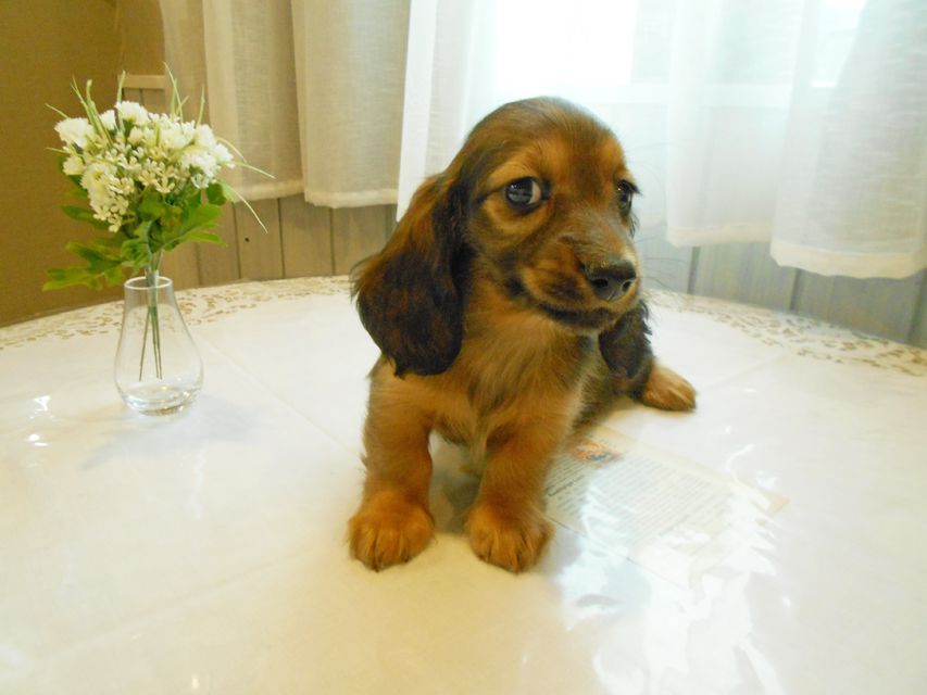 ミニチュアダックスフンド ララ & 竹千代の子犬 カラー考察中 男の子（3）