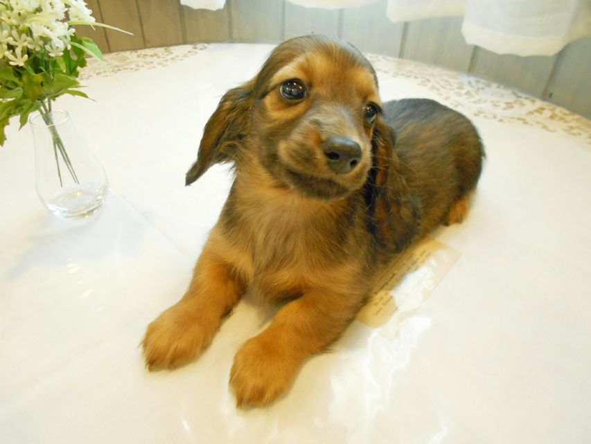 ミニチュアダックスフンド ララ & 竹千代の子犬 カラー考察中 男の子（3）