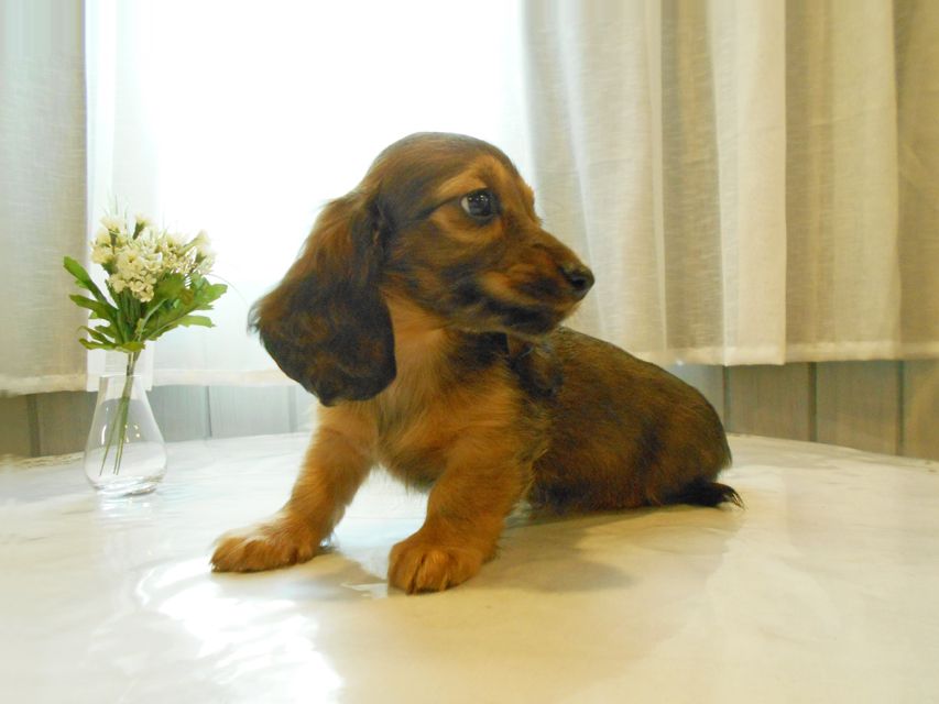 ミニチュアダックスフンド ララ & 竹千代の子犬 カラー考察中 男の子（3）