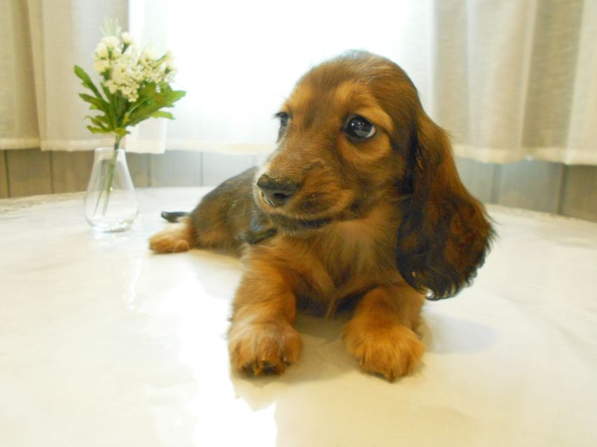 ミニチュアダックスフンド ララ & 竹千代の子犬 カラー考察中 男の子（3）