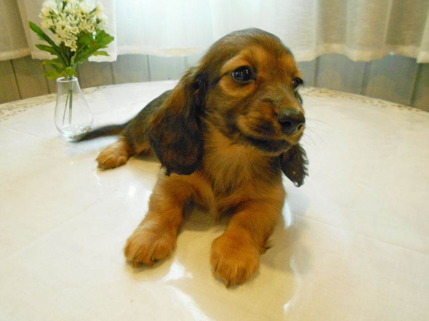 ミニチュアダックスフンド ララ & 竹千代の子犬 カラー考察中 男の子（3）