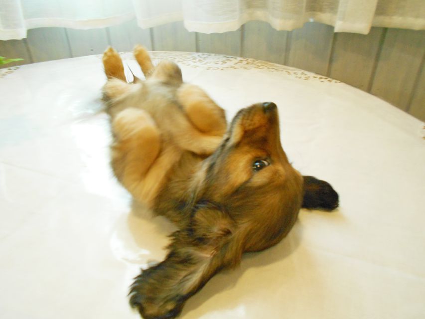 ミニチュアダックスフンド ララ & 竹千代の子犬 カラー考察中 女の子