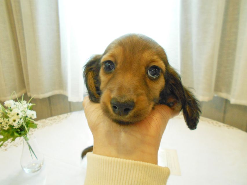 ミニチュアダックスフンド ララ & 竹千代の子犬 カラー考察中 女の子