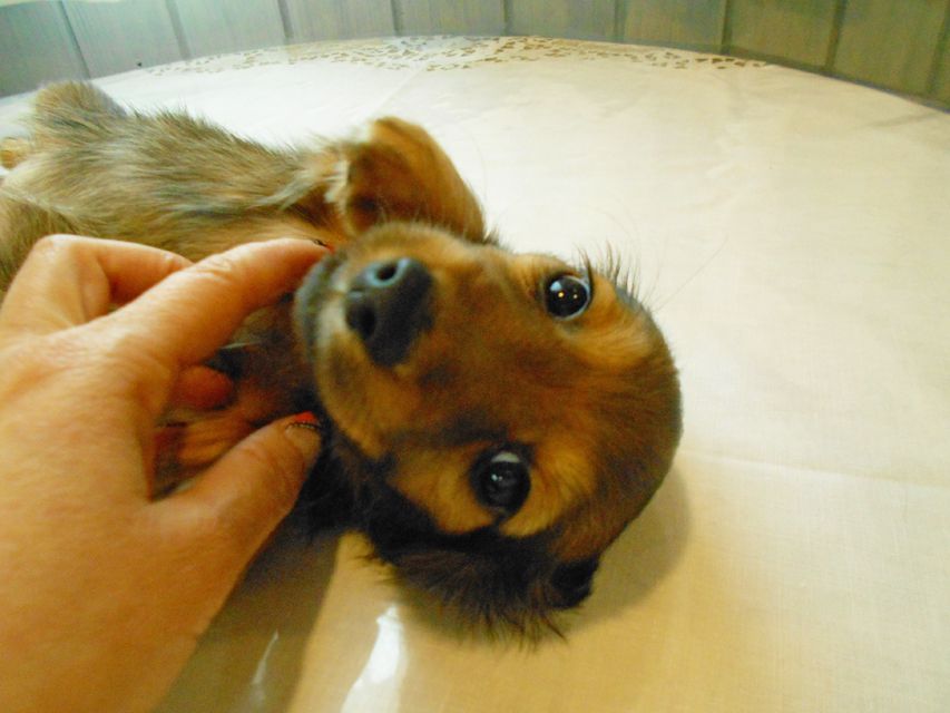 ミニチュアダックスフンド ララ & 竹千代の子犬 カラー考察中 女の子