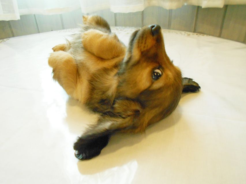 ミニチュアダックスフンド ララ & 竹千代の子犬 カラー考察中 女の子