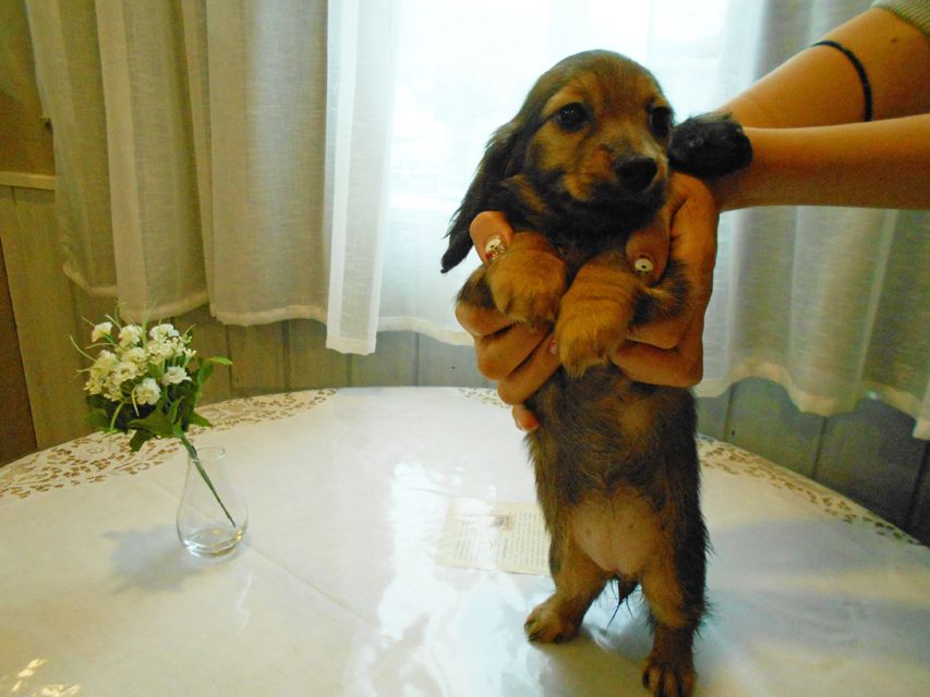 ミニチュアダックスフンド ララ & 竹千代の子犬 カラー考察中 女の子