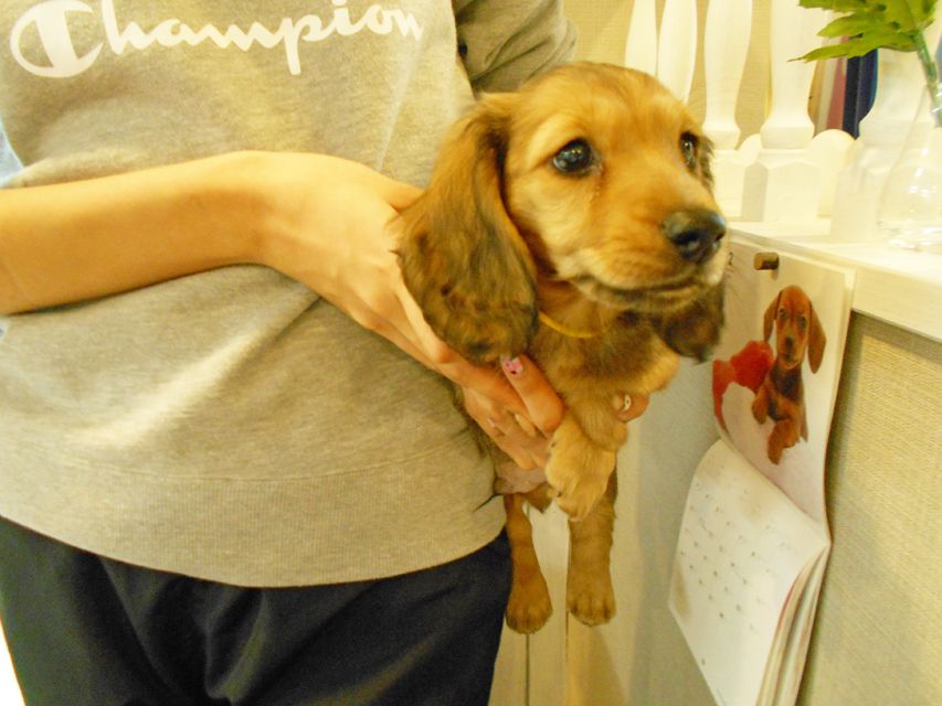 ミニチュアダックスフンド ルチア & ジムの子犬 イエロー（クリーム） 男の子