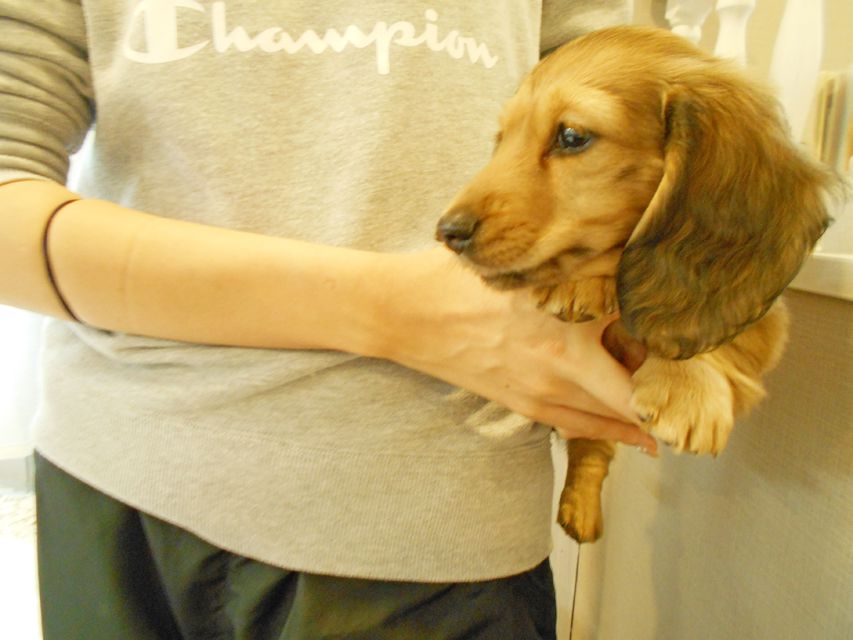 ミニチュアダックスフンド ルチア & ジムの子犬 イエロー（クリーム） 男の子