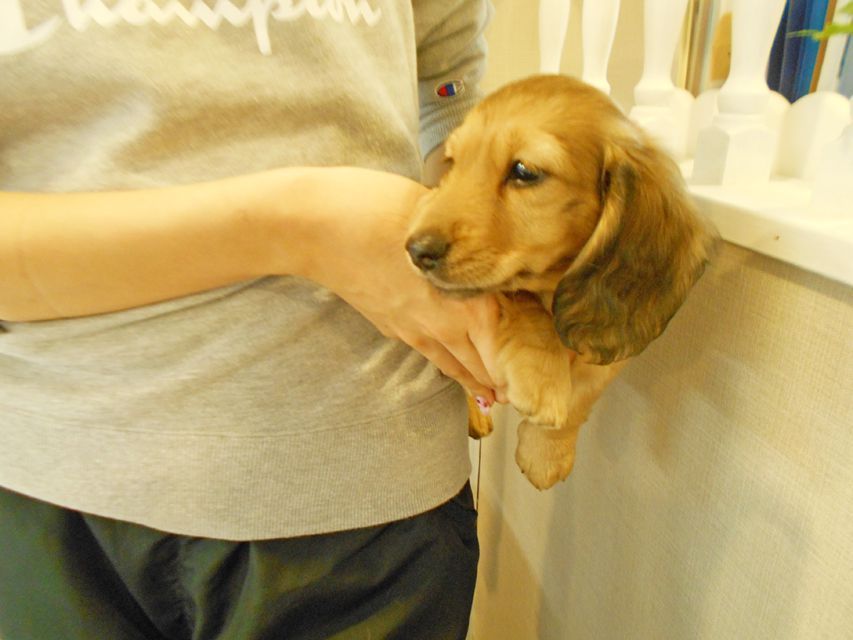 ミニチュアダックスフンド ルチア & ジムの子犬 イエロー（クリーム） 男の子